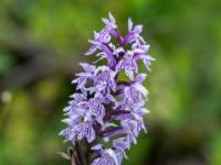 Fuch's Knabenkraut Orchidee